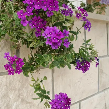 With Parking Space Orebic, Peljesac - 4565 דירה *